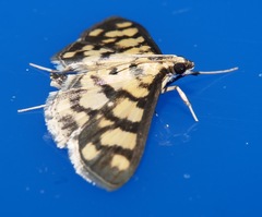 Glycythyma xanthoscota