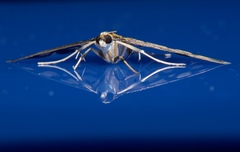 Glycythyma xanthoscota