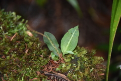 Cynorkis ridleyi