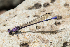 Argia tonto