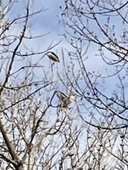 Nycticorax nycticorax