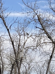 Nycticorax nycticorax