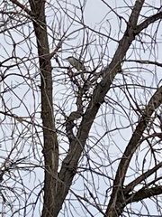 Nycticorax nycticorax