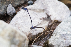Argia funebris