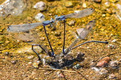 Argia funebris