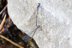 Argia funebris