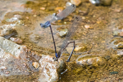 Argia funebris