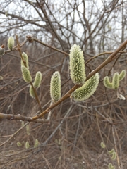 Salix caprea