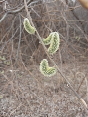 Salix caprea