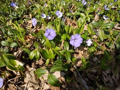 Vinca minor
