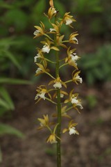 Oreorchis patens