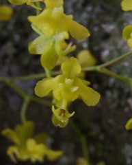 Oncidium cheirophorum