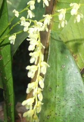 Stelis ciliaris