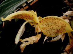 Stanhopea dodsoniana