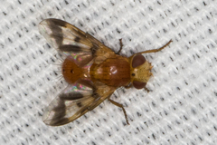 Oestrophasia calva