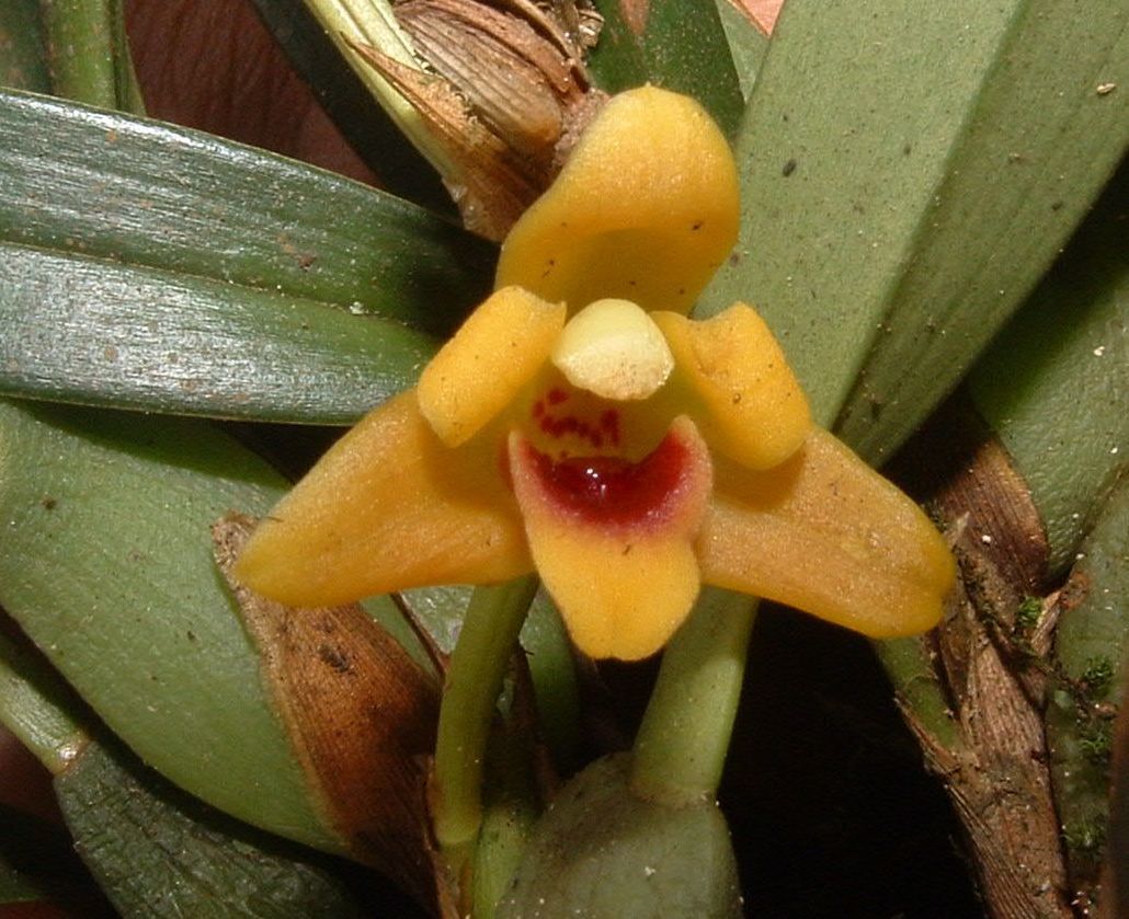 Azucena de Monte (Maxillaria variabilis) · NaturaLista Mexico