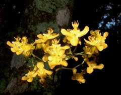 Oncidium cheirophorum