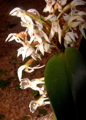 Maxillaria densa