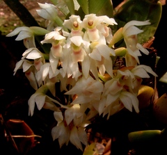 Maxillaria densa