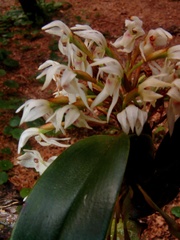 Maxillaria densa