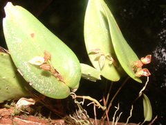 Pleurothallis matudana