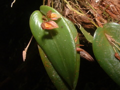 Pleurothallis matudana