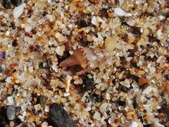 Pseudamycla dermestoidea