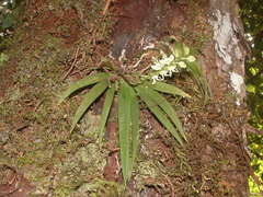 Ornithocephalus gladiatus