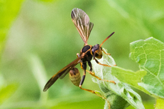 Mischocyttarus navajo