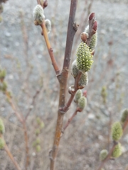 Salix