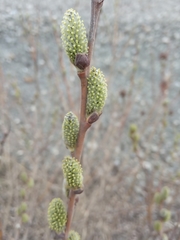 Salix