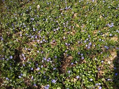 Vinca minor
