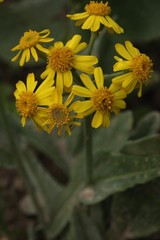 Tephroseris subscaposa