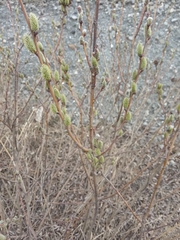 Salix