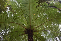 Alsophila borbonica