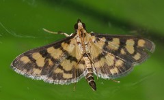 Glycythyma xanthoscota