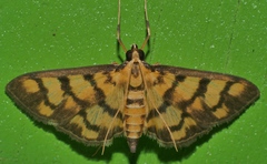 Glycythyma xanthoscota