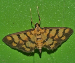 Glycythyma xanthoscota