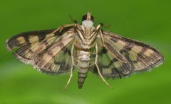 Glycythyma xanthoscota