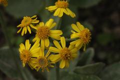 Tephroseris subscaposa