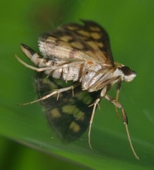 Glycythyma xanthoscota