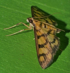 Glycythyma xanthoscota