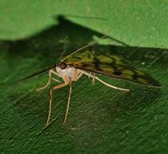 Glycythyma xanthoscota