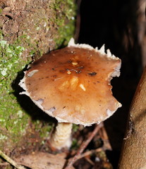 Stropharia formosa