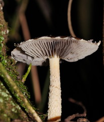 Stropharia formosa