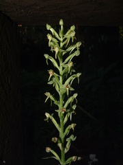 Habenaria entomantha