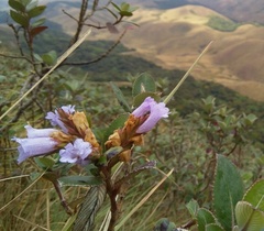 Strobilanthes kunthiana