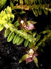 Dichaea neglecta