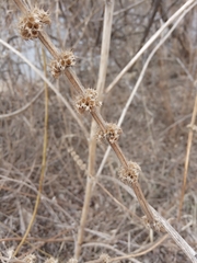 Leonurus quinquelobatus