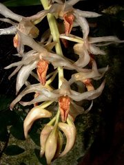 Xylobium elongatum